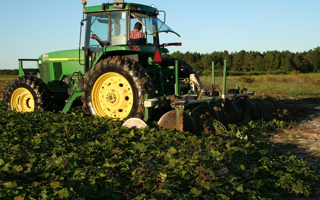 How We Grow Sweetpotatoes: The North Carolina Sweetpotato Growing Process