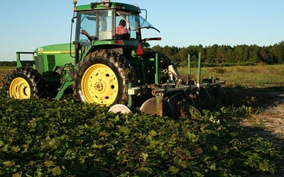 Wie wir Süßkartoffeln anbauen: Der Prozess des Süßkartoffelanbaus in North Carolina