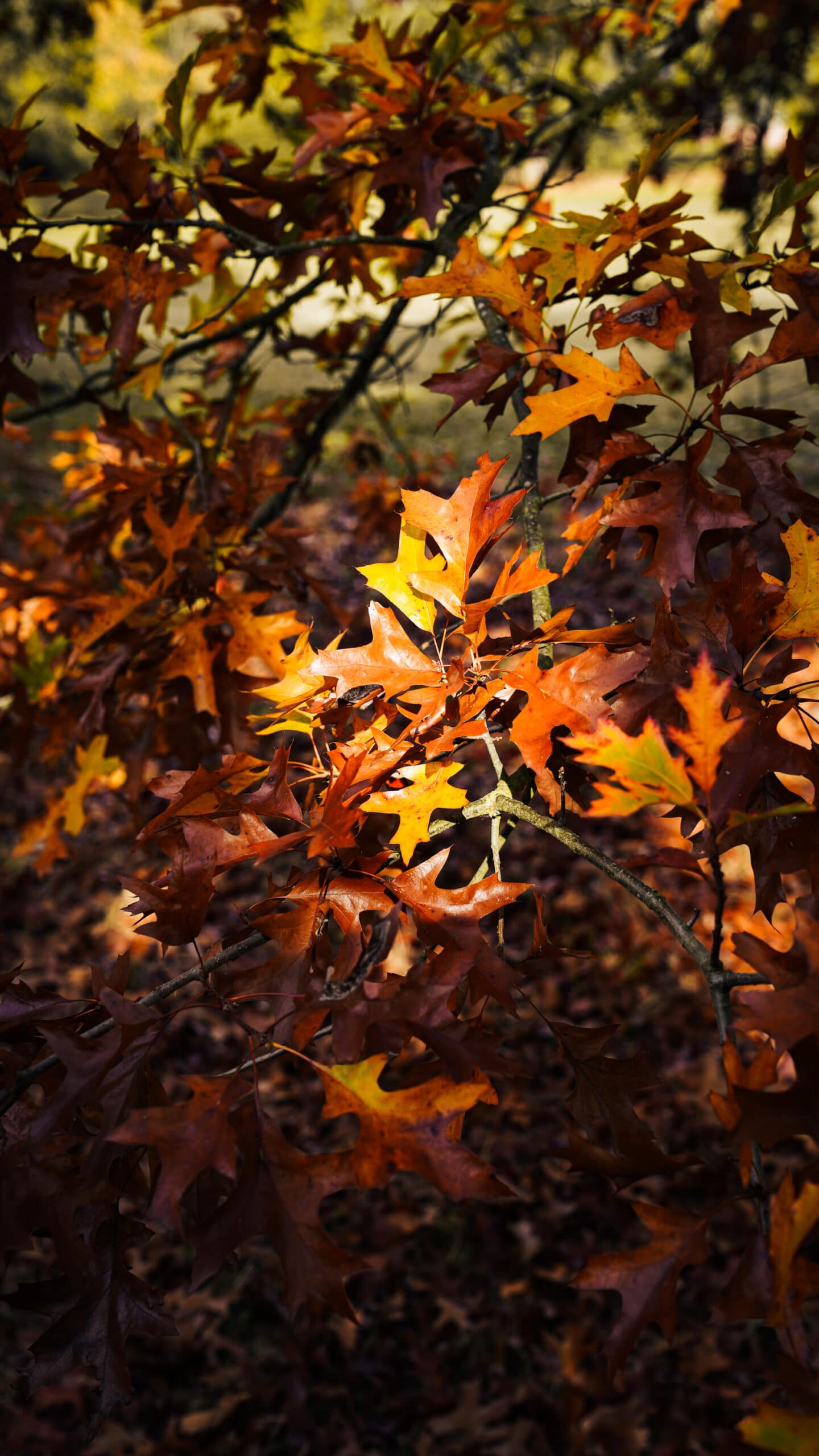 Packington Autumn 2025-12