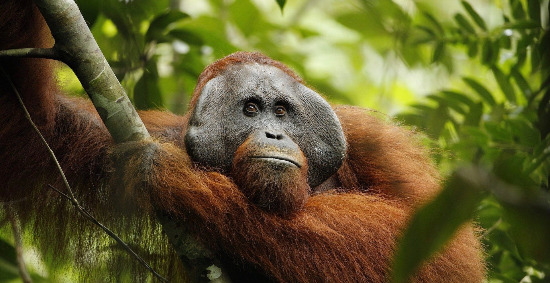 Nature conservationists honoured in global awards - Liquid